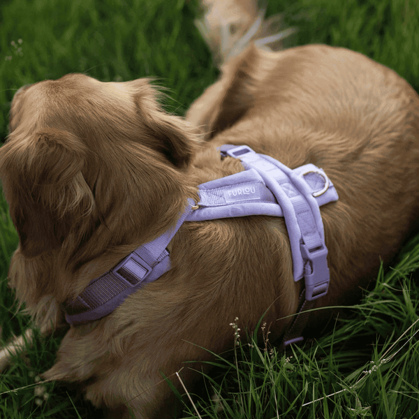 Анатомічна шлея Furlou Velvet Harness Lilac Y-подібна бузкова розмір XS 80000169LLCXS фото