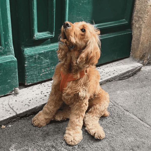 Анатомічна шлея Furlou Comfort Harness Terracotta Y-подібна теракотова розмір XS 80000168TRCTXS фото
