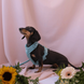 Анатомічна шлея Furlou Comfort Harness Blue Y-подібна блакитна розмір M 80000168BLM фото 4