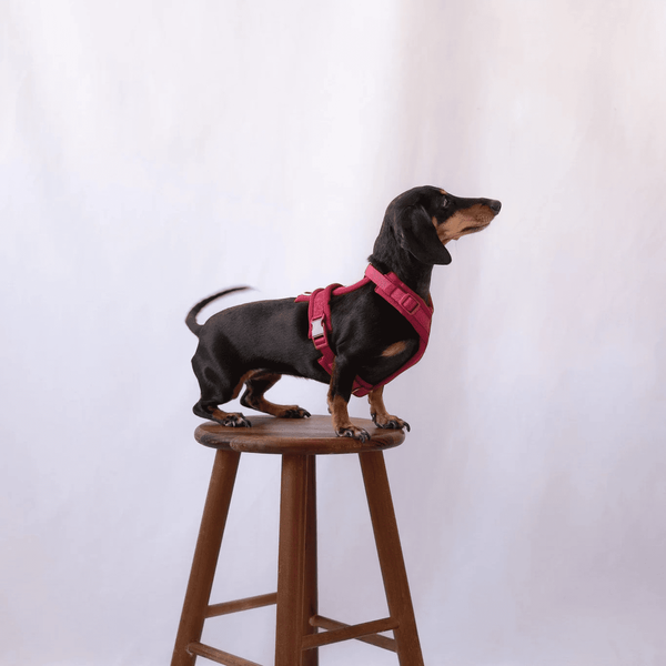 Анатомічна шлея Furlou Comfort Harness Bordeaux Y-подібна бордова розмір XS 80000168BRDXXS фото