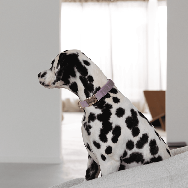 Нашийник Furlou Velvet Collar Lilac для собак бузковий розмір S 80000173LLCS фото