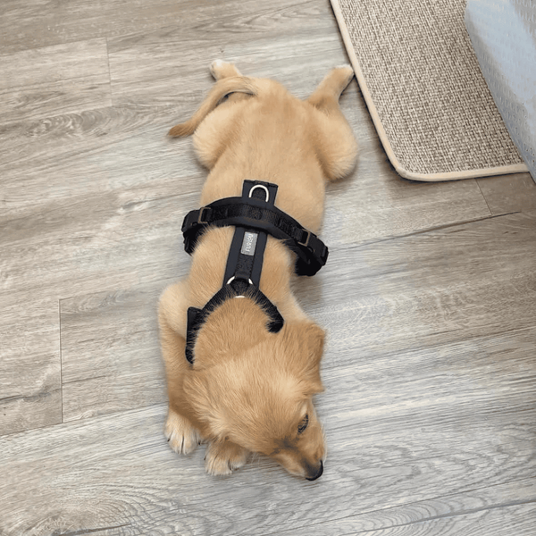 Анатомічна шлея Furlou Comfort Harness Black Y-подібна чорна розмір M 80000168BLCKM фото